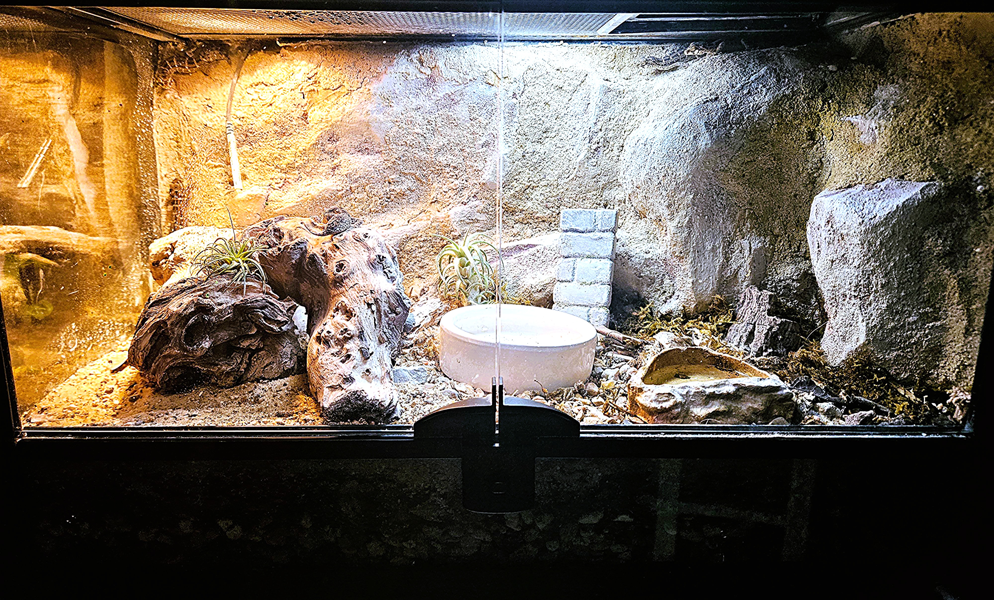 Naturalistic terrarium setup with cork bark