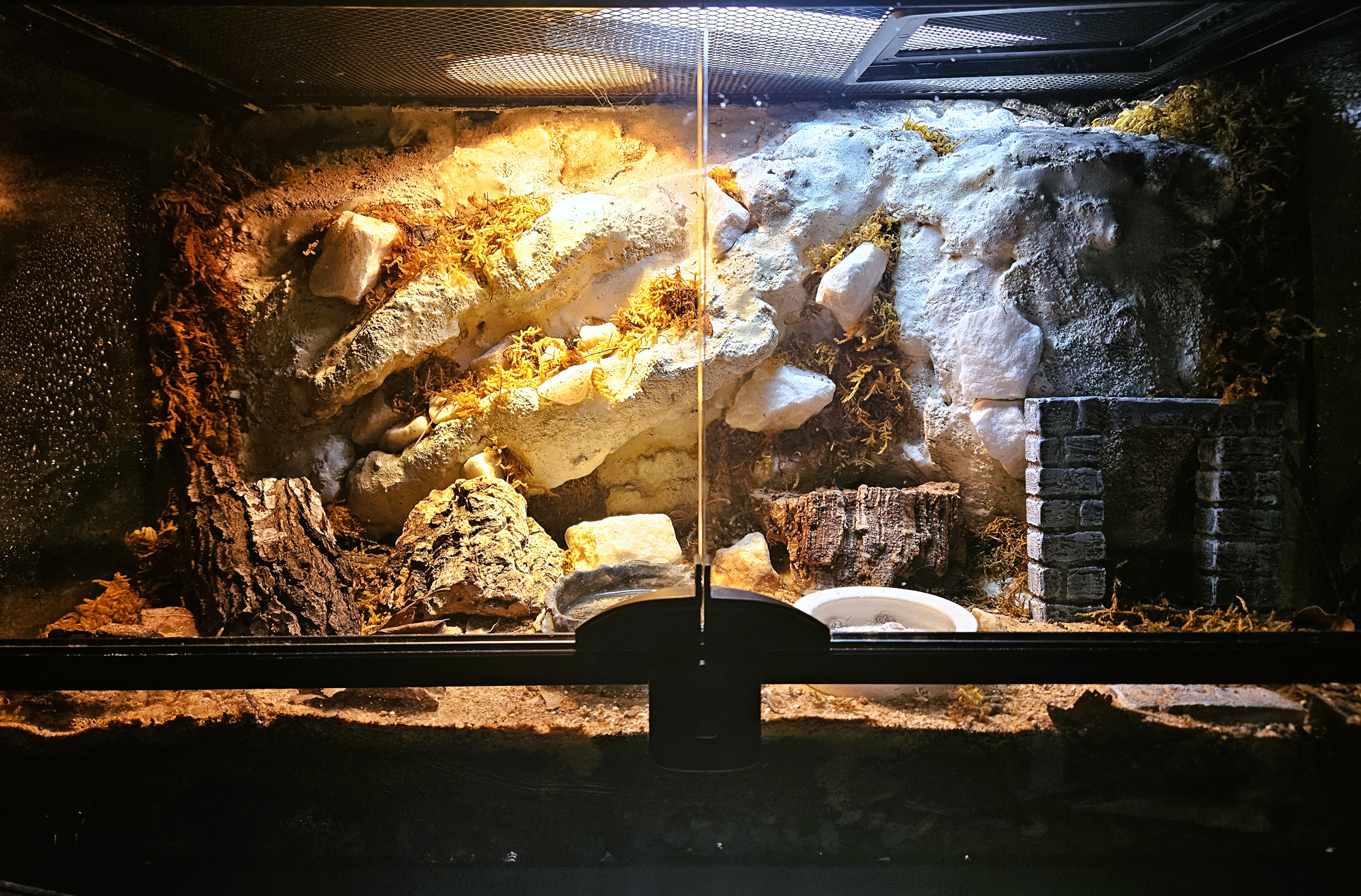 Close-up of gecko on warm rock