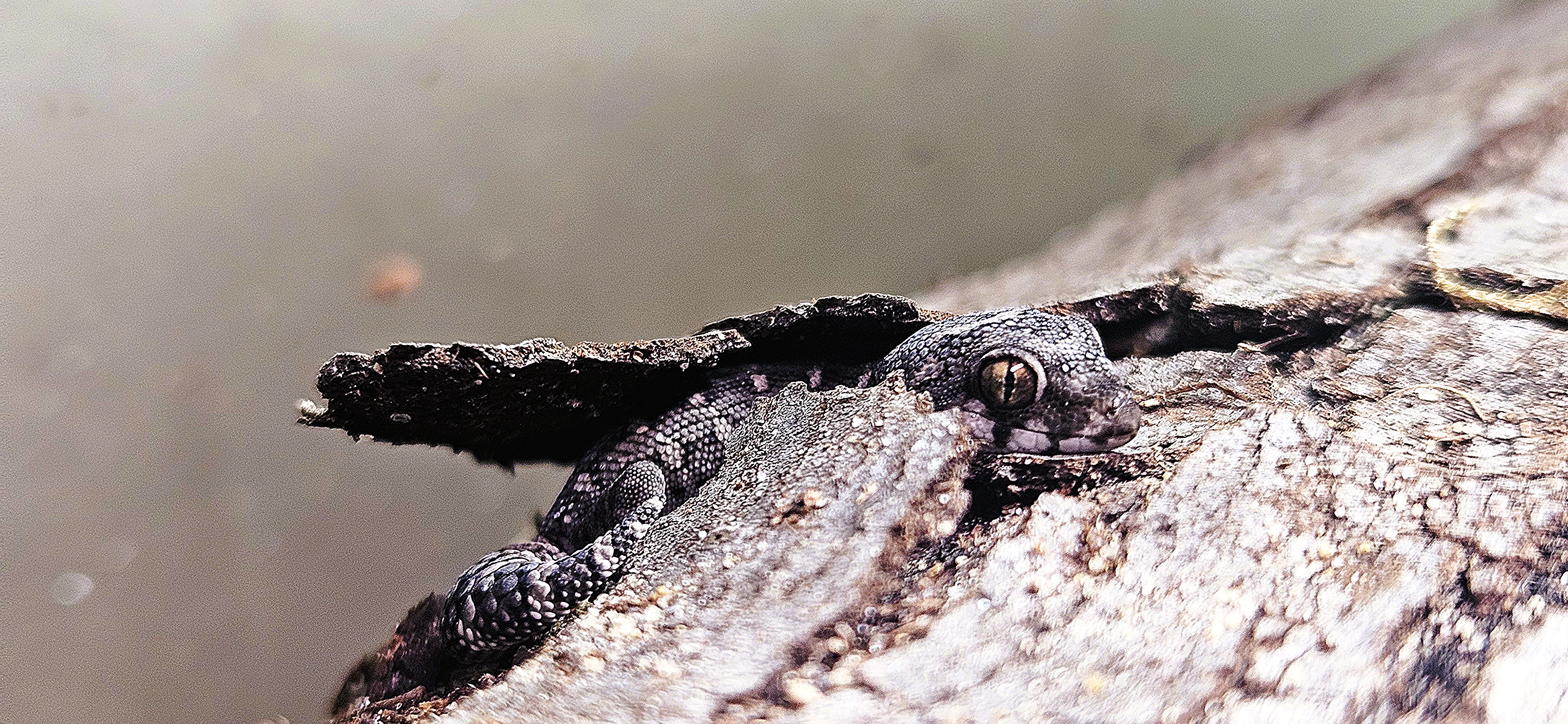 Viper Gecko on rock